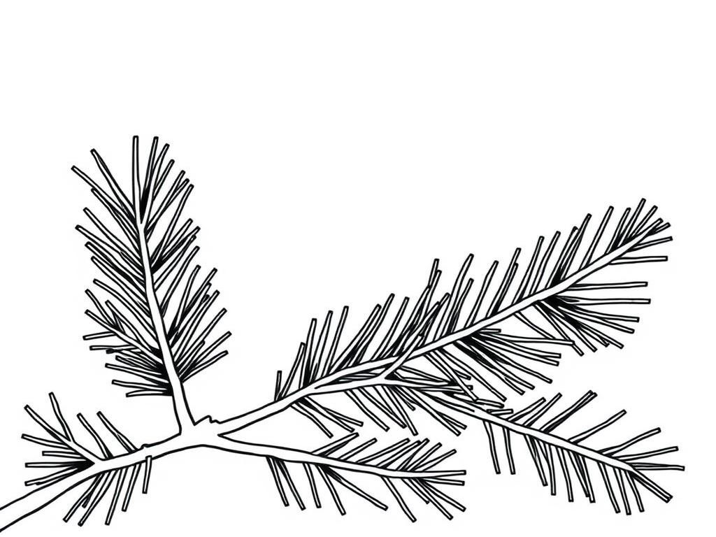Pine Branch Coloring Page for Kids